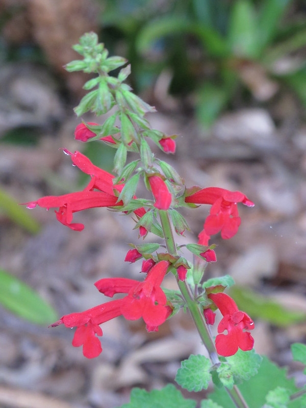 Close-up of a spike of bright red, two-lipped salvia flowers.