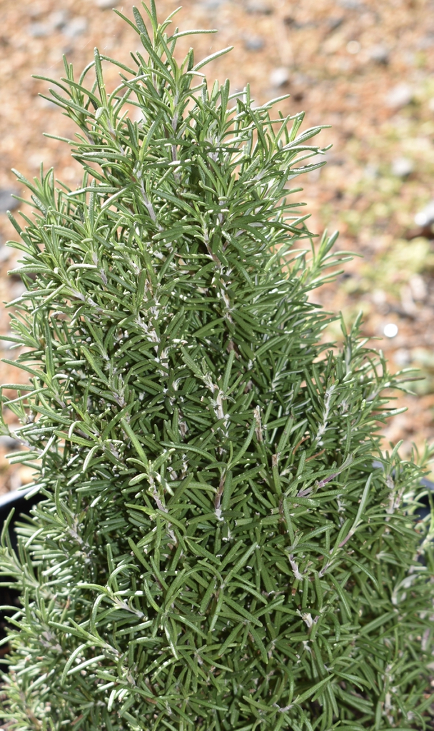 potted plant pruned into a conical shape