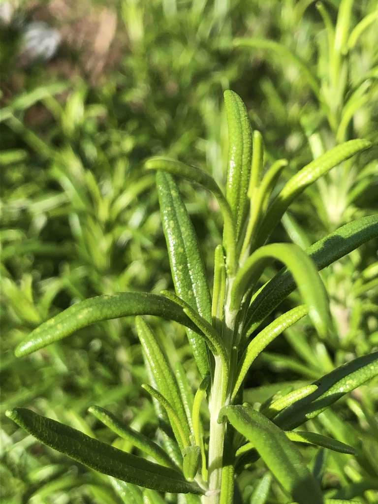 Leafy branch with opposite, needle-like leaves
