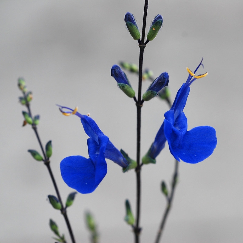 Spike of intense blue, 2-lipped flowers.