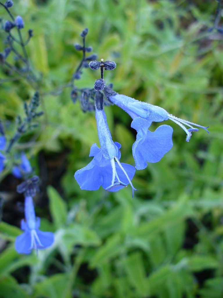 Blue, 2-lipped flowers borne in clusters on a spike.