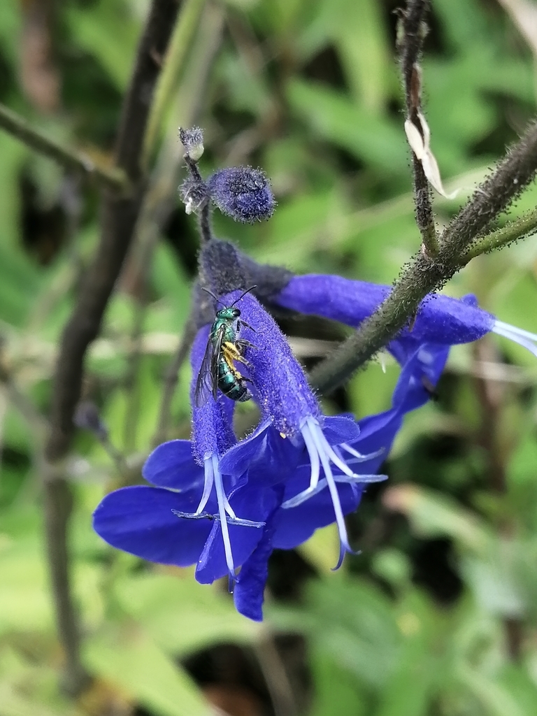 Blue, 2-lipped flowers borne in clusters on a spike.