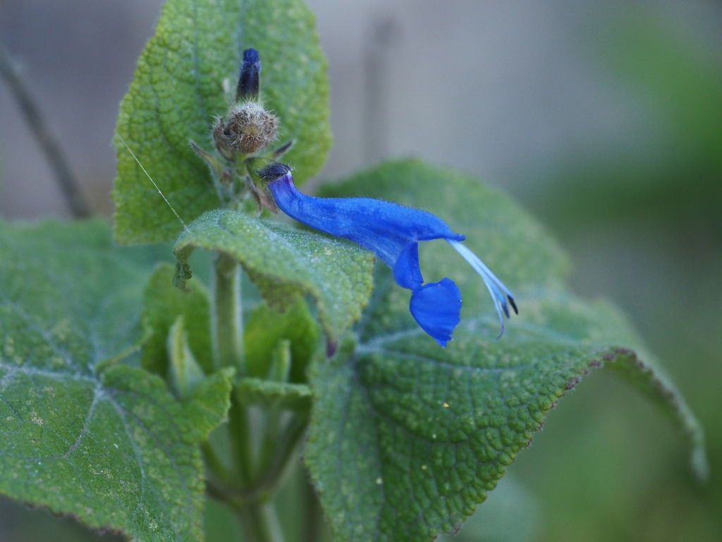 Close-up of a single deep blue, 2-lipped flower.