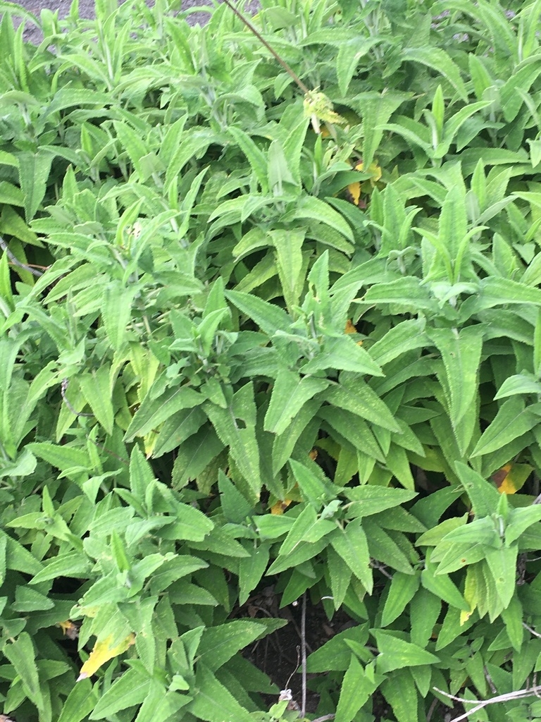 Leafy branches bearing opposite, decussate, arrow-shaped leaves.