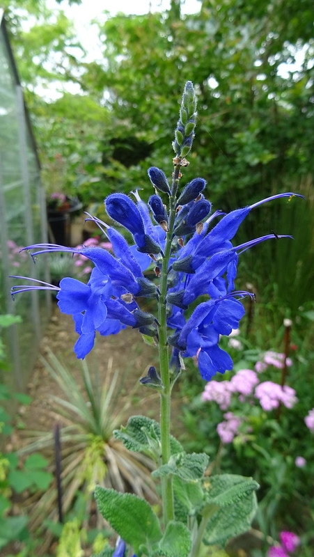 Spike of intense blue, 2-lipped flowers.
