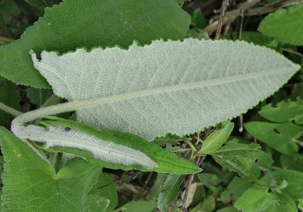 White, fuzzy underside of an arrow-shaped leaf.