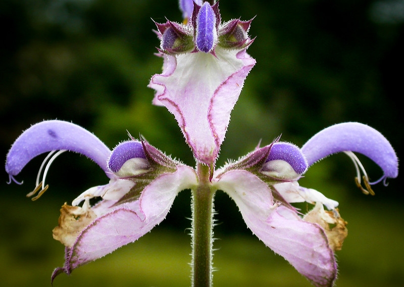 Close-up of pale lavender, 2-lipped flowers and pink bracts.