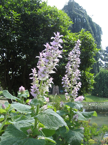 Erect spikes of pink, 2-lipped flowers and pink bracts.