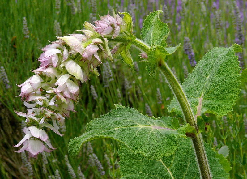 Arching spike of pale lavender flowers & large opposite leaves.