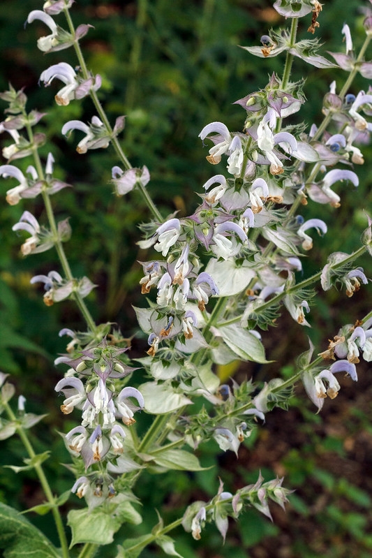 Spikes of 2-lipped white flowers and whitish bracts.