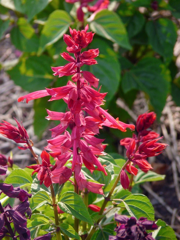 Spike of coral pink, 2-lipped flowers.