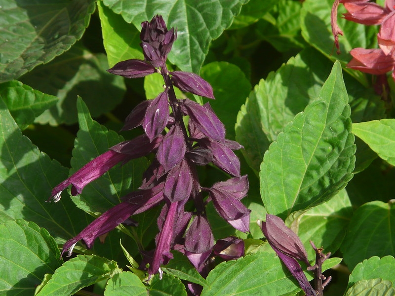 Spike of purple, 2-lipped flowers.