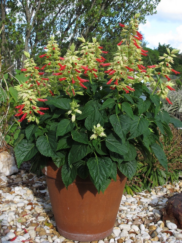 Potted plant with spikes of red flowers and white calyces.