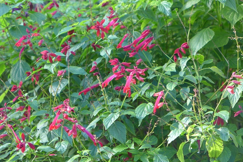 Shrub with spikes of red flowers.