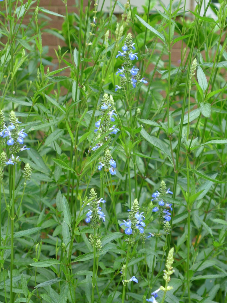 light blue flowers on upright inflorescences.