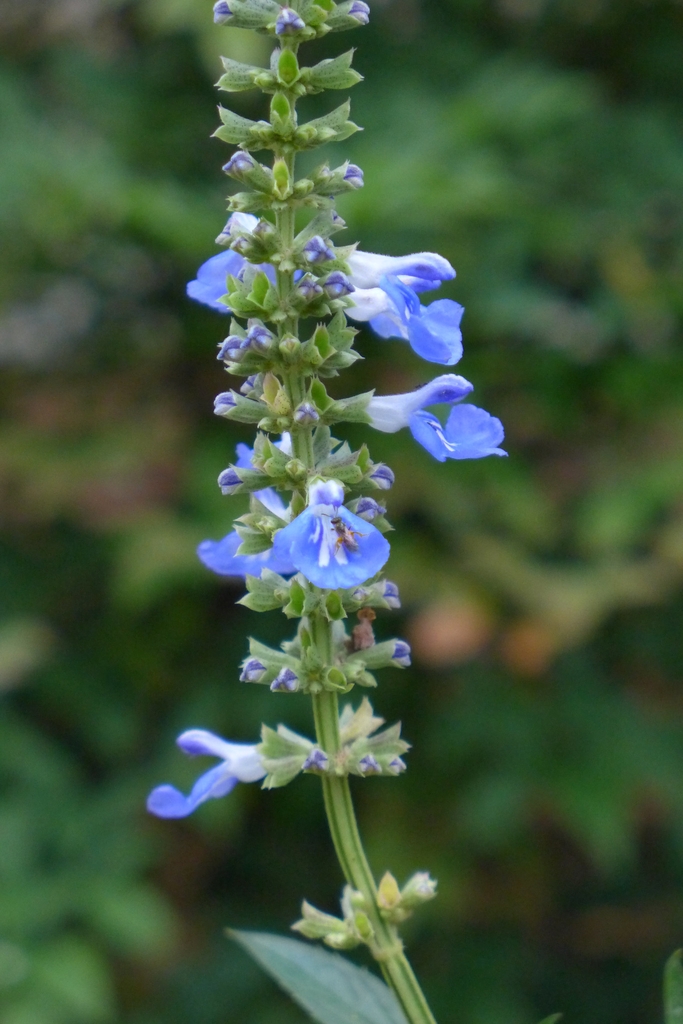 Flower spike with several pale blue flowers. One has a tiny bee.