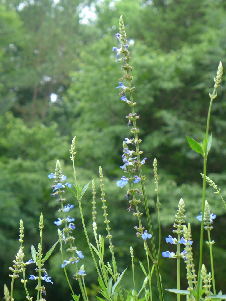 Erect flower stalks bearing light blue flowers.