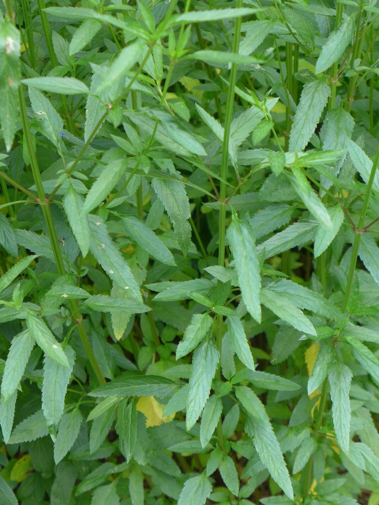 Foliage. Leaves are narrow and opposite.