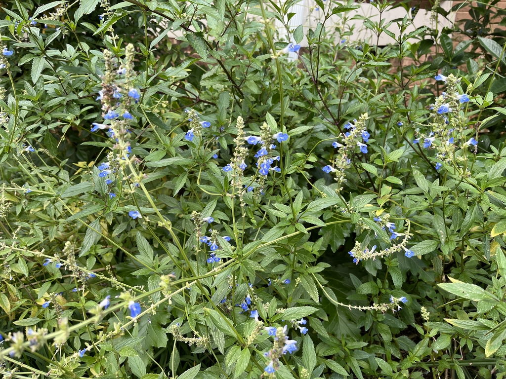 Shrubby plant with spikes of light blue flowers