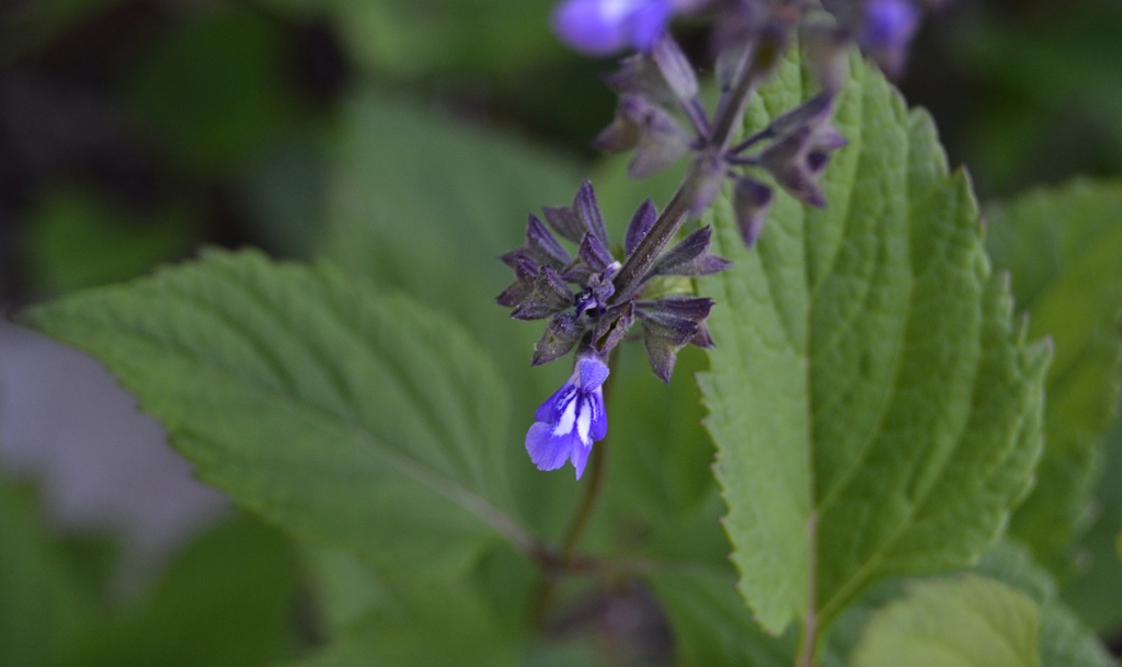 2-lipped flowers with 2 white stripes on the broad lower lip.