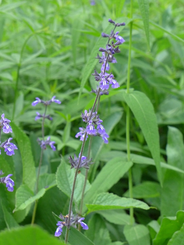 2-lipped flowers with 2 white stripes on the broad lower lip.