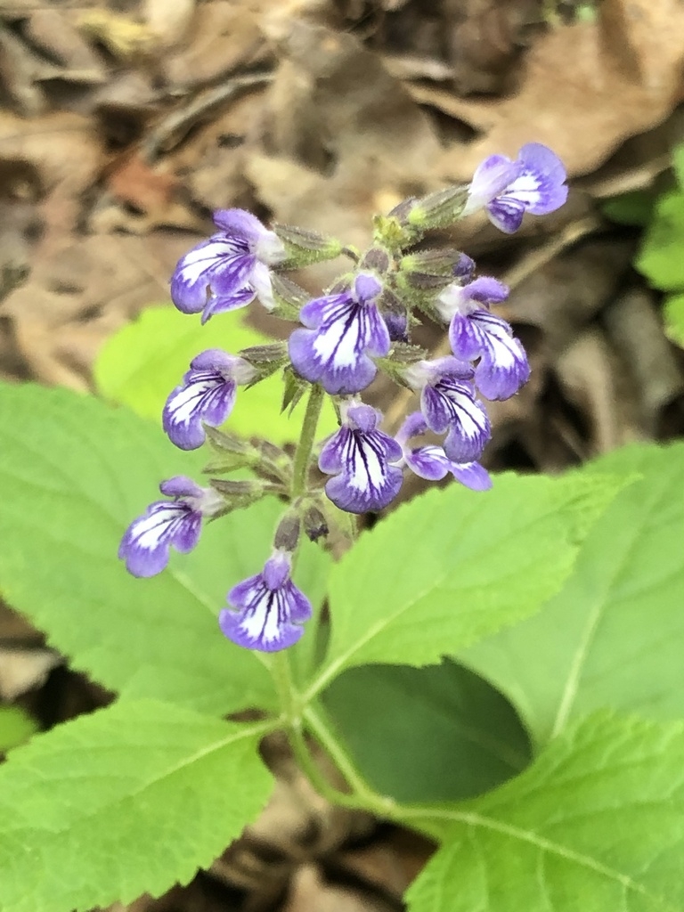 2-lipped flowers with 2 white stripes on the broad lower lip.