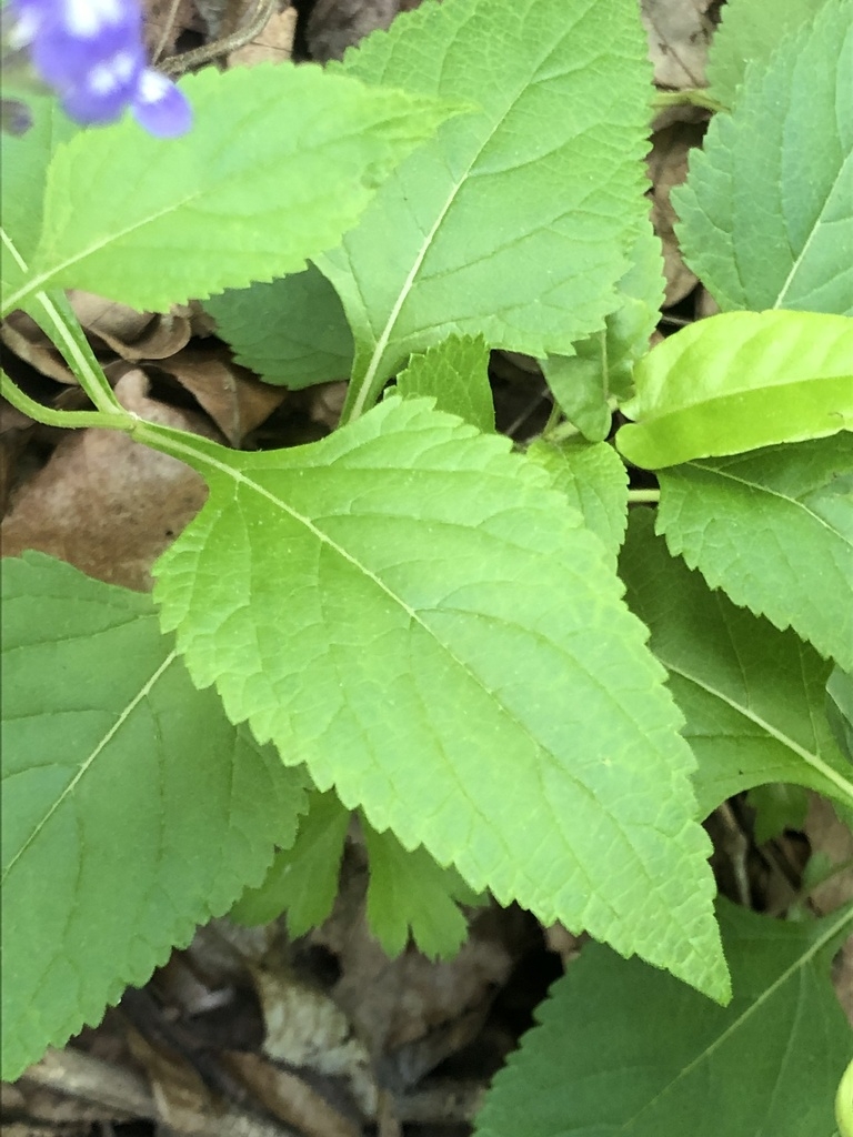Ovate leaf with acute apex and serrate margins.
