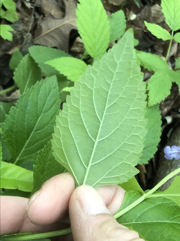 Underside of ovate leaf showing prominent venation