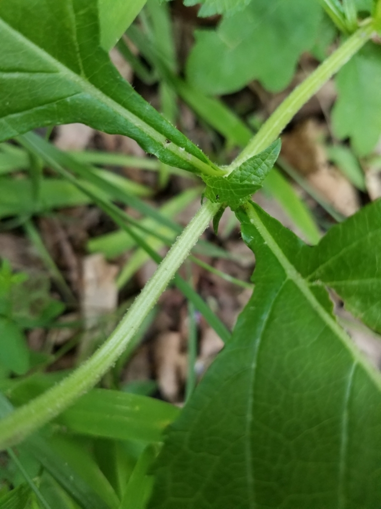 2 leaves attached on opposite sides of the node.