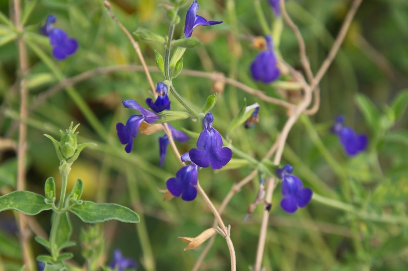 Sparse spikes of blue flowers.