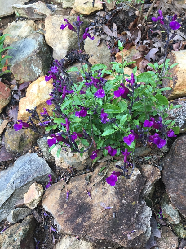 Intensely purple, 2-lipped flowers.