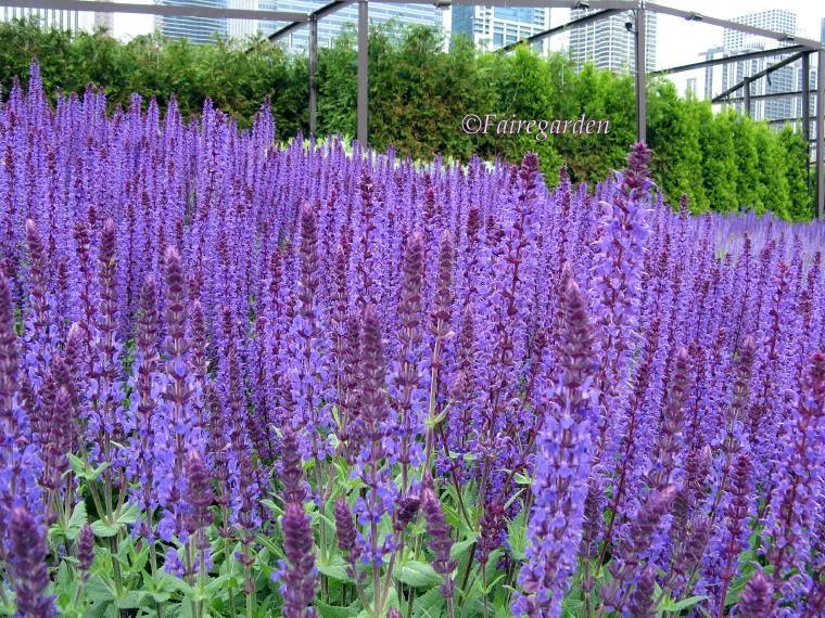 compact plant with erect spikes of violet flowers.