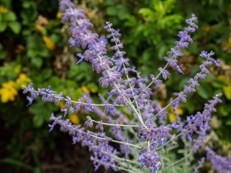 Branched purple inflorescence bearing purple flowers.
