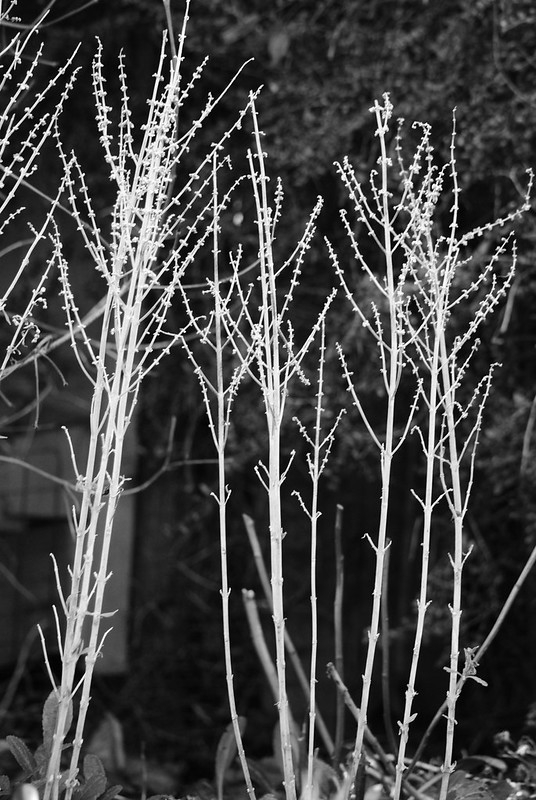 Pale upright stems with a few clinging dead leaves.