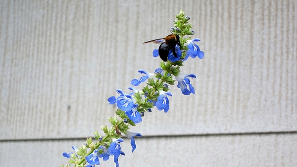 Spike of blue flowers with large bee.