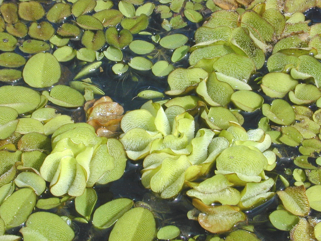 Floating ovate leaves with bristly surfaces.