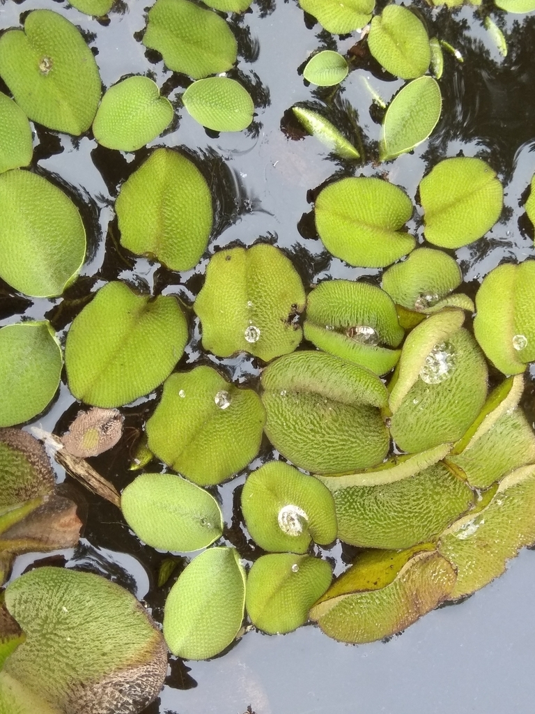 Floating ovate leaves with bristly surfaces.