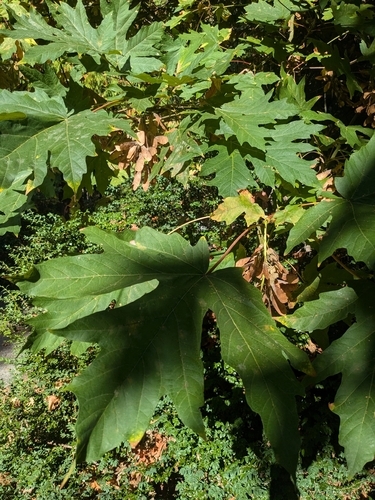 Bunch of brown samaras & leaves