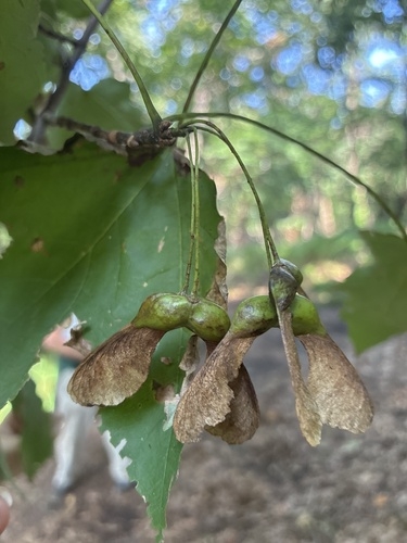 Brown winged samaras on long green stalk at stem tip