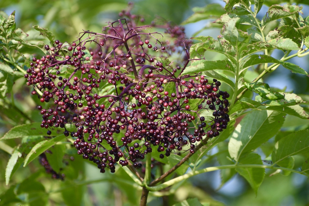 Clusters of immature berries turning from green to red
