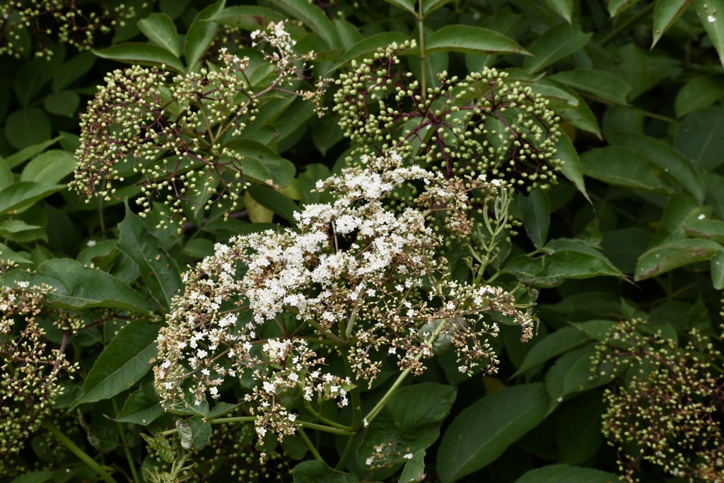 Dome-shaped cluster of tiny white flowers and buds.