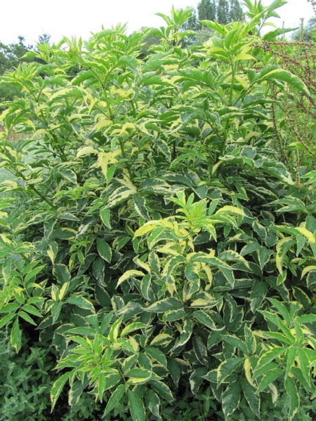 Sambucus nigra 'Variegata'