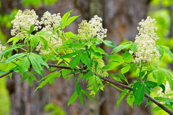 Sambucus racemosa subsp. pubens