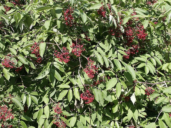 Sambucus racemosa subsp. pubens