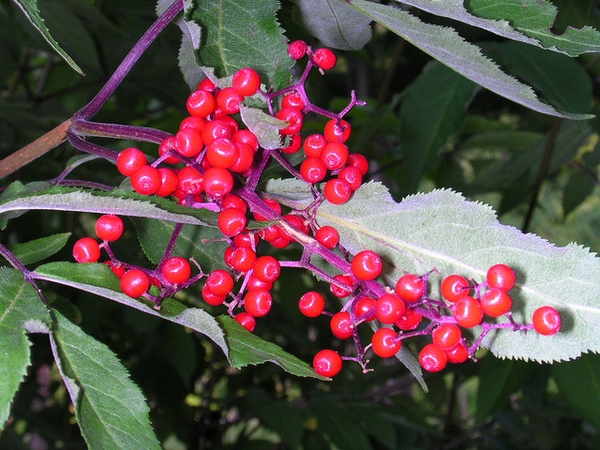Sambucus racemosa subsp. pubens