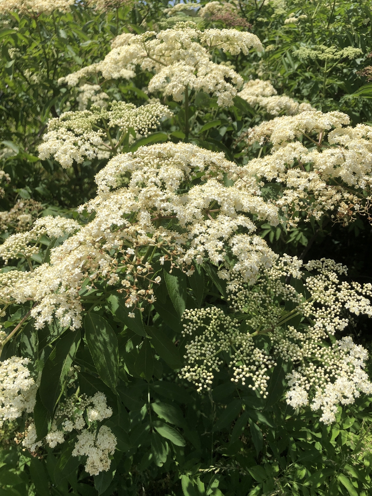 Shrub with dense, domes or flat-topped clusters of tiny flowers