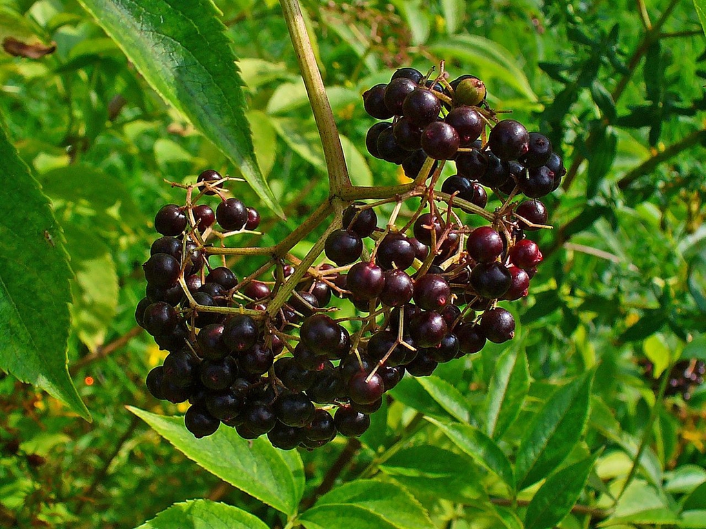 Cluster of berries ripening from dark red to black