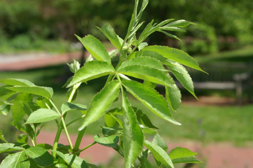 Opposite, pinnately compound leaves with serrate leaflets