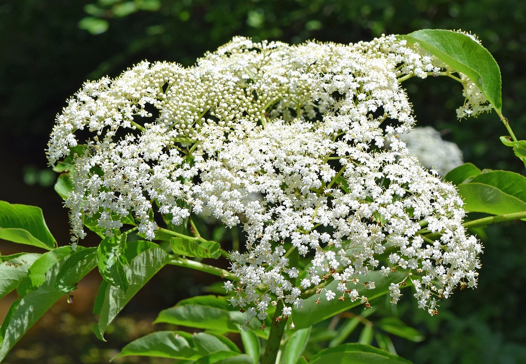 Dome-shaped flower cluster.