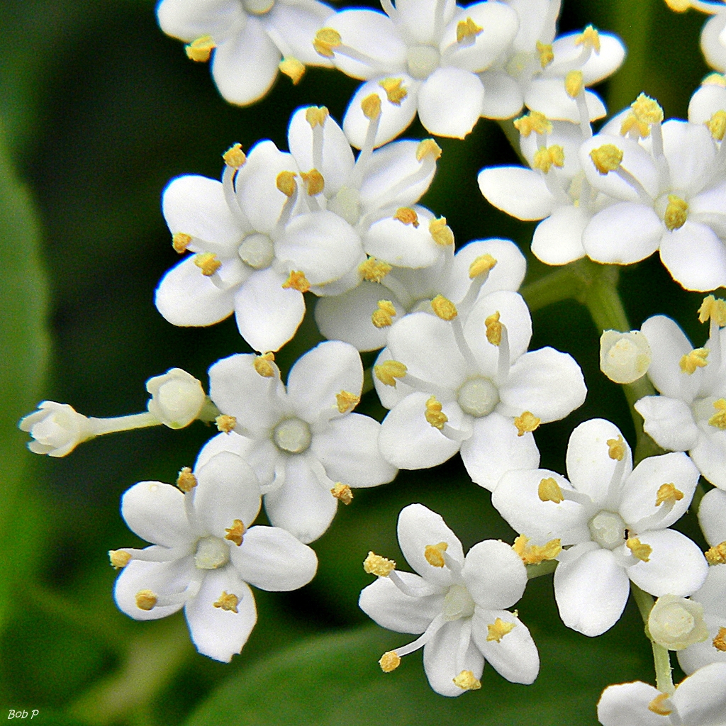 Close-up of white, 5-petaled flowers each with 5 stamens.